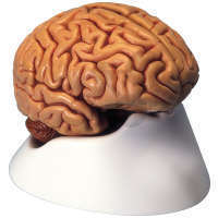 Klassik-Gehirn 5-teilig Premium