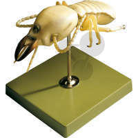 Termite SOMSO®-Modell