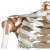 Homo-Skelett Gelenkbänder Premium 1