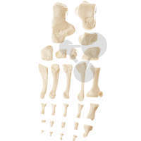 Fußknochen SOMSO®-Modell
