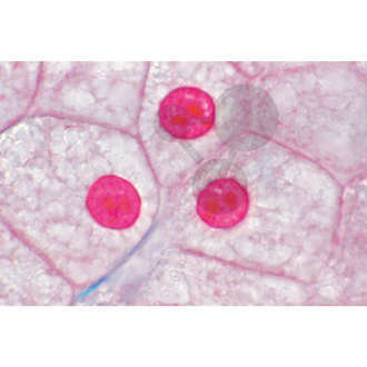 Histologie: Zellen & Zellteilung 10 Mikropräparate