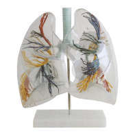 Bronchialbaum mit Kehlkopf & transparenten Lungenflügeln Classic