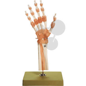 Funktionsmodell der Hand- & Fingergelenke SOMSO®-Modell