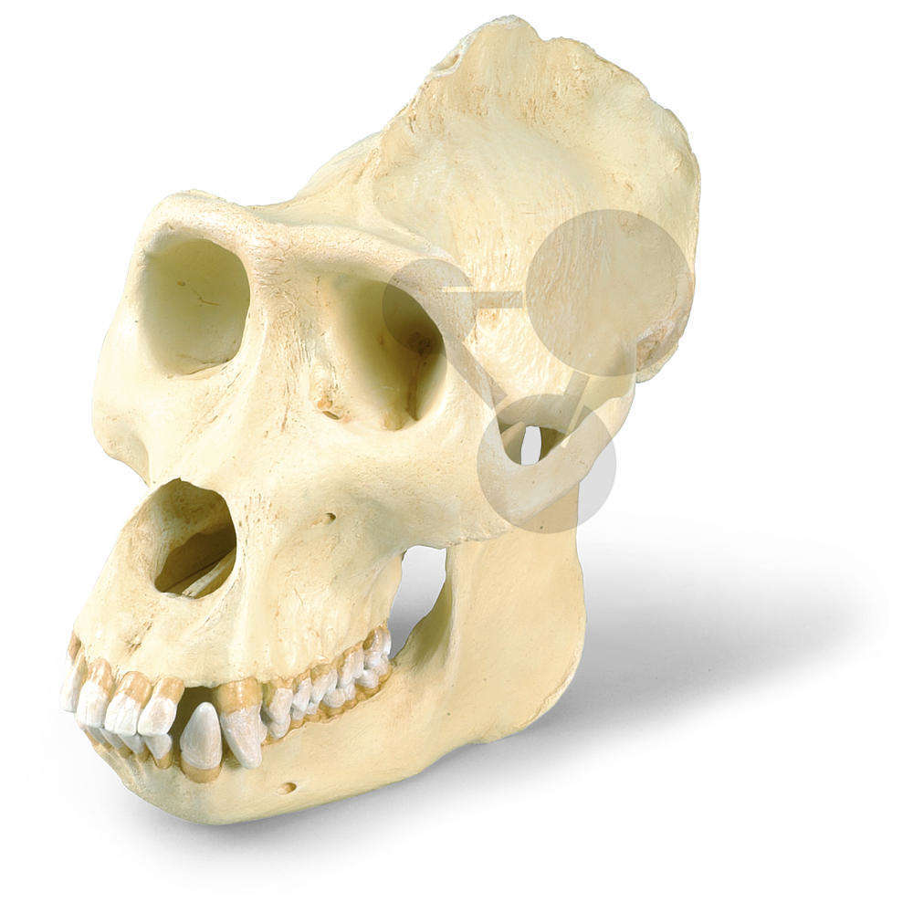 Crânes et modèles anatomiques, animaux