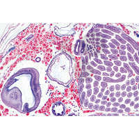 Prép. Micro. Abeille, abdomen, Intestin, glandes cirières