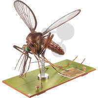 Modell einer Stechmücke SOMSO®-Modell