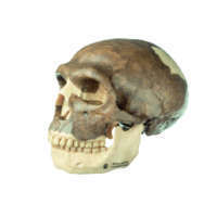 Schädel-Rekonstruktion von Homo neanderthalensis SOMSO®-Modell