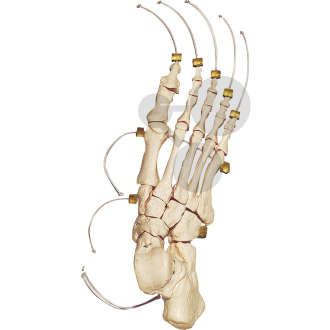 Fuss-Skelett auf Nylon SOMSO®-Modell