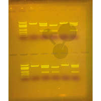 SYBR® Safe DNA-Marker