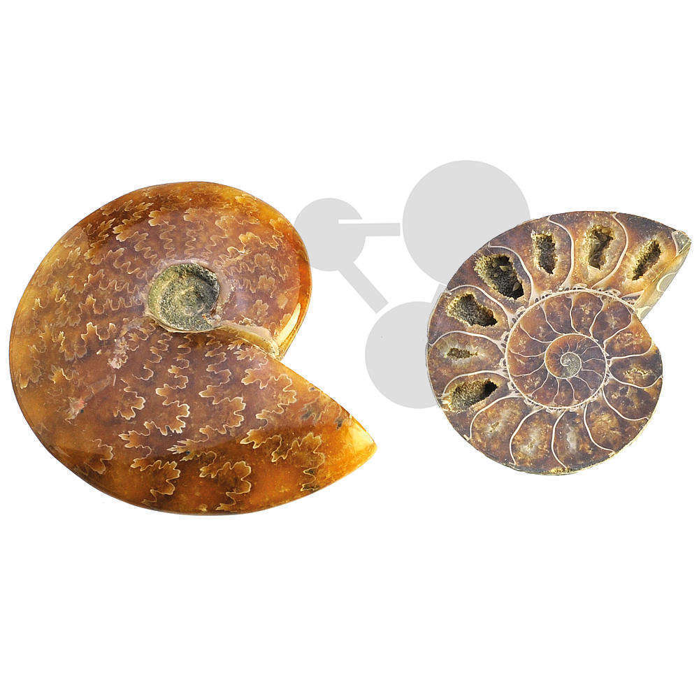 Madagaskar Ammonit Paar