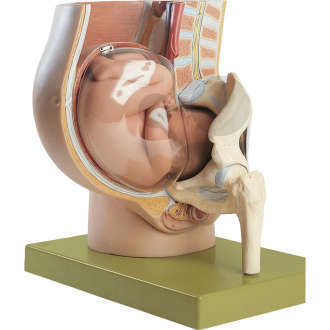 Becken mit Uterus im 9. Schwangerschaftsmonat SOMSO®-Modell