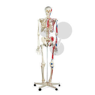 Homo-Skelett mit Muskeldarstellung Premium
