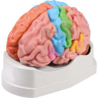Gehirnmodell funktionell/regional, 5-teilig Premium