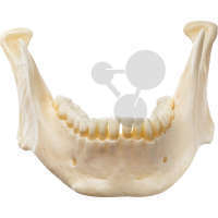 Maxillaire inférieur (mandibule)