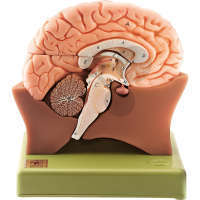 Gehirnhälfte SOMSO®-Modell