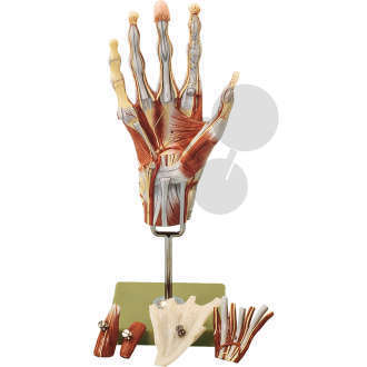 Muskelhand mit Unterarmansatz SOMSO®-Modell