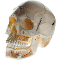 Crâne démonstratif artificiel d' un adulte