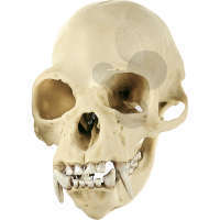 Crâne Gibbon, mâle