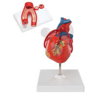 Ensemble anatomique : Le cœur
