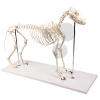 Squelette de chien Premium
