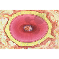 Histologie: Verdauungssystem 15 Mikropräparate