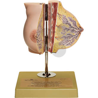 Brustdrüse in ruhendem Zustand SOMSO®-Modell