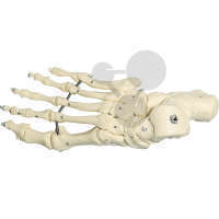 Fuss-Skelett (elastische Montage) SOMSO®-Modell