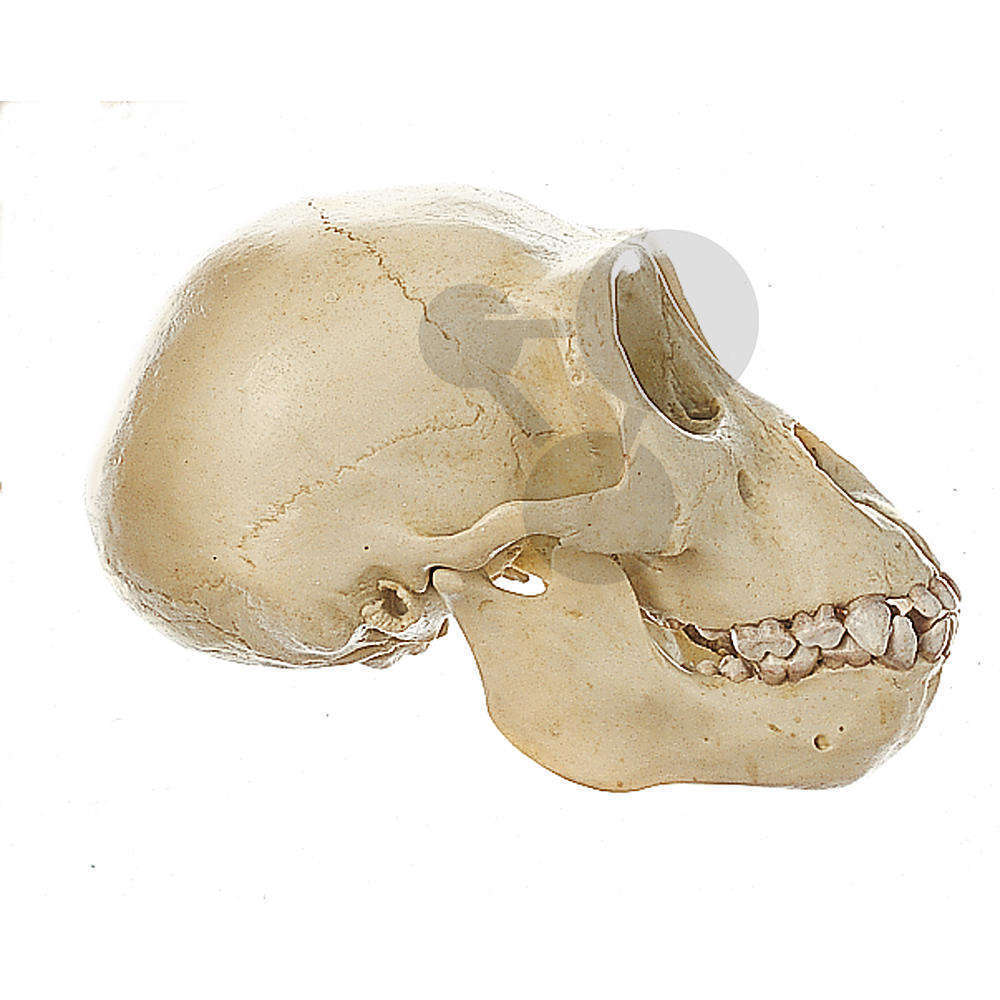 Crâne de jeune gorille Somso
