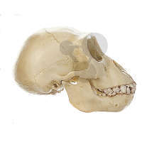 Crâne de jeune gorille Somso