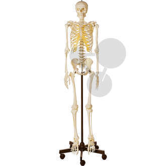 Squelette humain sur roulettes SOMSO®