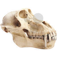 Crâne de babouin, mâle