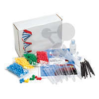 Kit ADN oignon + modèles ADN