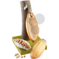 Frucht des Kakaobaums SOMSO®-Modell