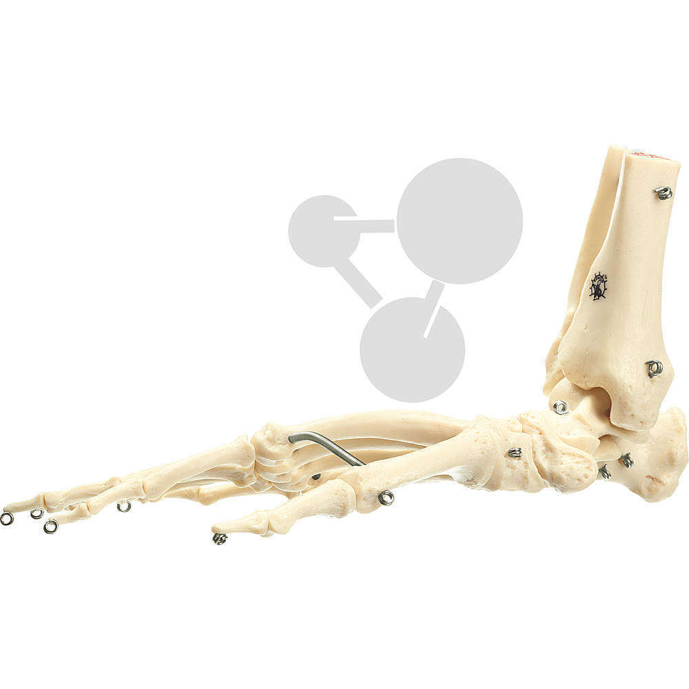 Künstliches Schimpansen-Fuss-Skelett SOMSO®-Modell