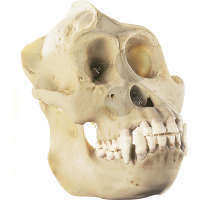 Crâne d'orang-outang Somso