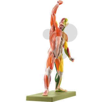 Männliche Muskelfigur mit Farbcodierung zur Zuordnung der Nerven & Muskeln SOMSO®-Modell