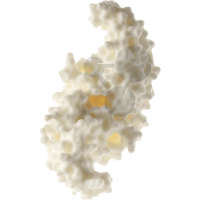 Protein Modell (humaner Knochenwachstumsfaktor BMP-2) SOMSO®-Modell