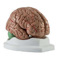 Gehirn 4-teiliges Classic-Modell