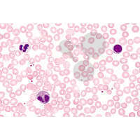 Histologie: Blut 10 Mikropräparate