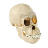 Crâne d'orang-outang, jeune