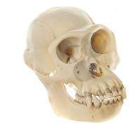 Crâne de chimpanzé Somso