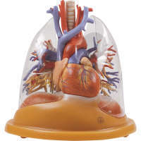 Herz-Lungen Tischmodell SOMSO®-Modell