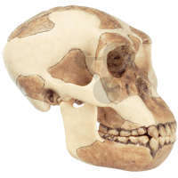 Crâne Homo Habilis Somso