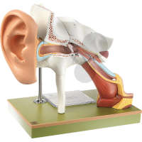 Gehörorgan mit Ohrmuschel SOMSO®-Modell