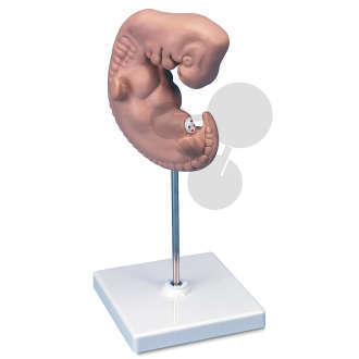 Embryo 25-fache Größe Premium