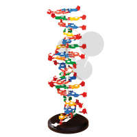 DNA-Modell Groß 60 x 20 cm