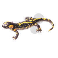 Salamandre tachetée mâle