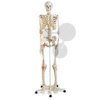 Homo-Skelett Gelenkbänder Premium