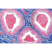 Histologie: Männliche Geschlechtsorgane 7 Mikropräparate