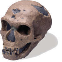 Neanderthaler Schädel Premium